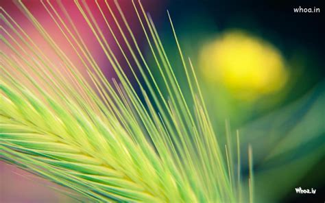 1900 X 1200 Size Hd Desktop Wallpapers #177