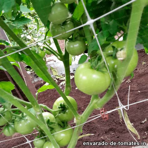 Estrés Mecánico en el Cultivo de Tomates