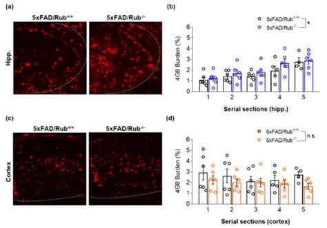 Cells | Special Issue : Autophagy Meets Aging Ⅱ