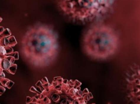 புதுச்சேரியில் 251 பேருக்கு கரோனா தொற்று; மேலும் 3 பேர் உயிரிழப்பு ...