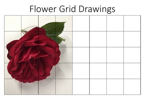 Flower Grid Drawings | Teaching Resources