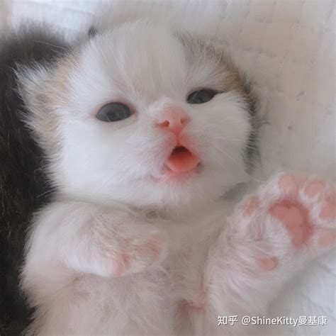 把一只刚出生的小奶猫一直养大是什么感觉？ - 知乎