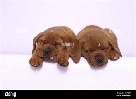 Image result for 2 Labrador Retriever