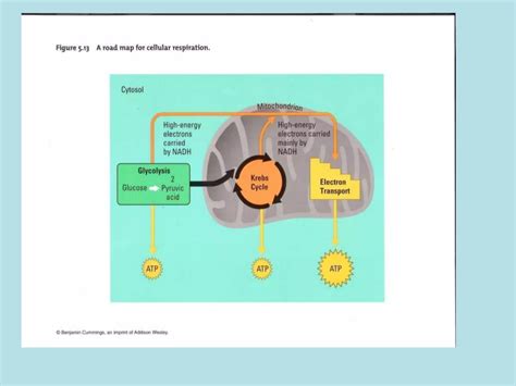 Cellular Respiration - AP Biology | PPTX