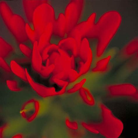 Amazon.com : Indian Paintbrush Seed Balls for Seed Bombing (Castilleja ...