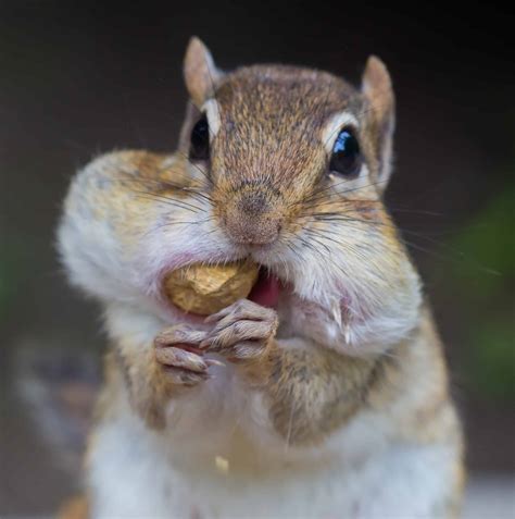 13 Types of Rodents in Oregon! (w/Pics) - Bird Watching HQ
