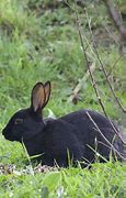 Image result for Black Bunny Drinking Boba