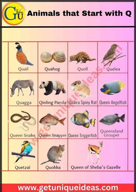 List of 90+ Animals that Start with Q: Pictures, Facts - GetUniqueIdeas