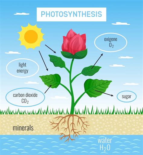 Parts of a plant Images - Free Download on Freepik