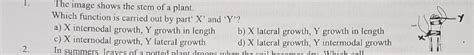 1. The image shows the stem of a plant. Which function is carried out ...
