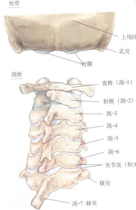 Image result for Vertebrae Alignment