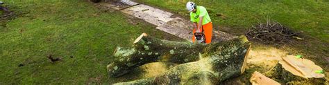 Image result for Monster Tree Removal