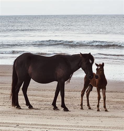 The Story of a 48-Foot Ramp & The Corolla Wild Horse Fund | EZ Mobility ...