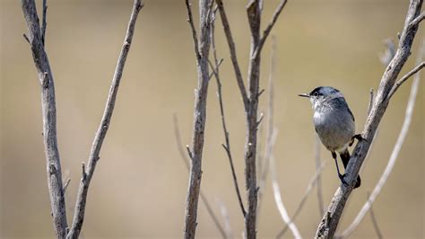 Biological Services | Ensure Conservation Compliance — Endemic Environmental Services