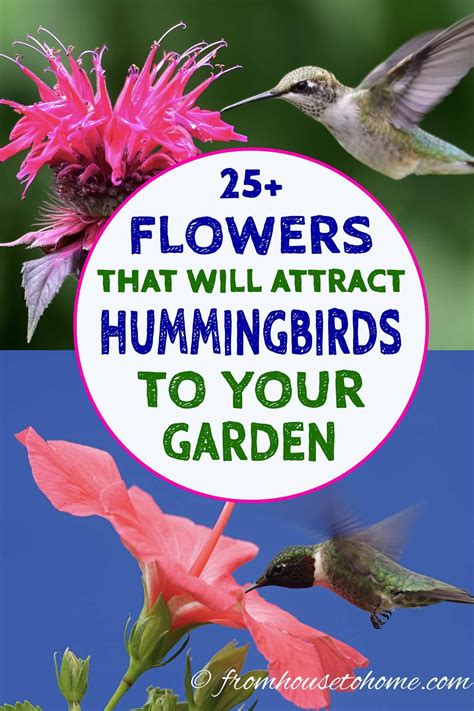 Fun Best Hanging Plants To Attract Hummingbirds Trailing Pink Flowers