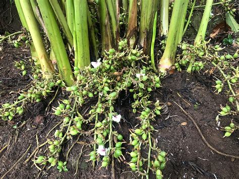 Spice Forest | Grown Naturally