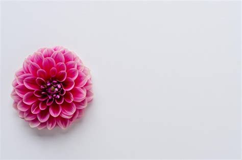 Linda maquete de uma encantadora flor dália em papel branco | Foto Premium
