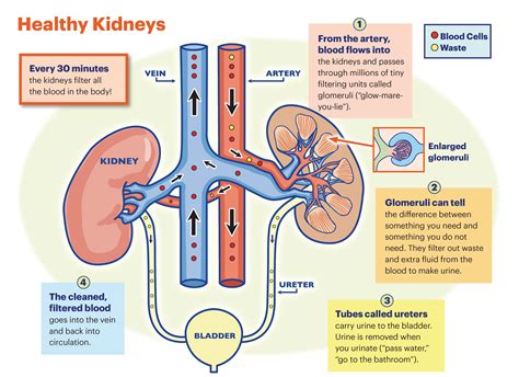 Protect Your Kidneys for a Healthier Future - Catholic Health Services