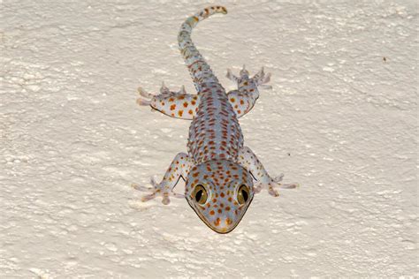 Image result for Gecko Pattern-Free