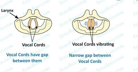 sketch larynx and explain its functions - Brainly.in