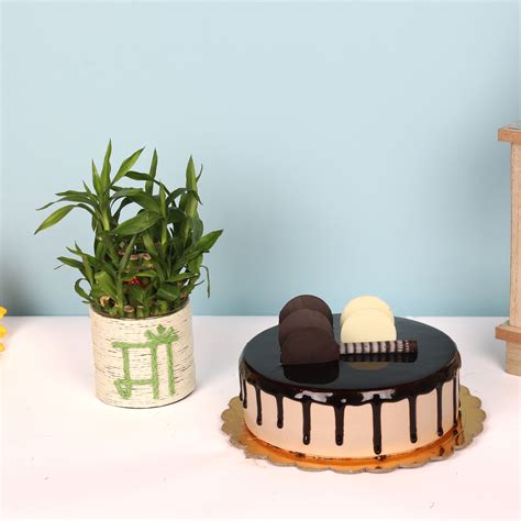 Plants :: By Occasions :: Birthday :: Cake and Lucky Bamboo in a Mug