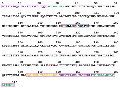 Effect of N- and C-Terminal Amino Acids on the Interfacial Binding ...