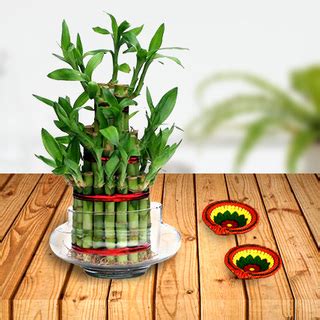 Lucky Bamboo Plant Triple Layer and Diyas | Gift Lucky Bamboo Plants