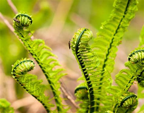 Image result for "spring '