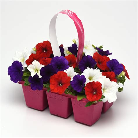 Spreading Petunia Seed Mix For Planting - Easy Wave Flower Seed