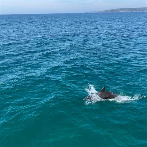 SAPPHIRE COASTAL ADVENTURES (2025) All You Need to Know BEFORE You Go ...