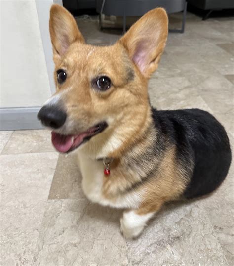 Corgi Beagle Mix