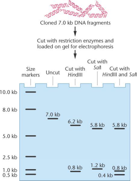 Image result for Restriction Enzyme Map