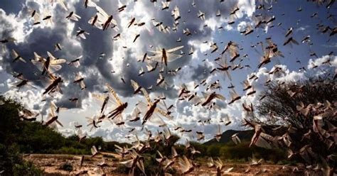 टिड्डी दल | सदानीरा