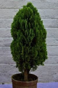 PlantsMart Platycladus/Morpankhi Plant Price in India - Buy PlantsMart ...