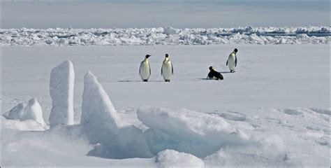 New emperor penguin colony in Antarctica discovered from space
