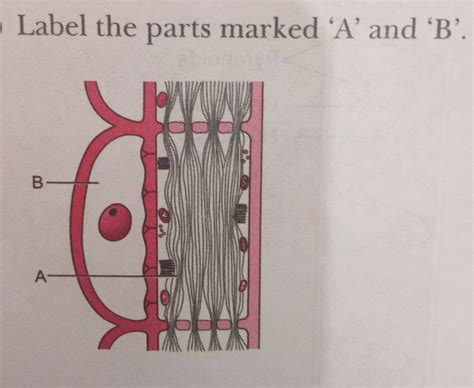 identify the type of plant tissue given below.where is the stem of a ...