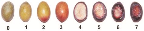 Critical Review on the Significance of Olive Phytochemicals in Plant ...