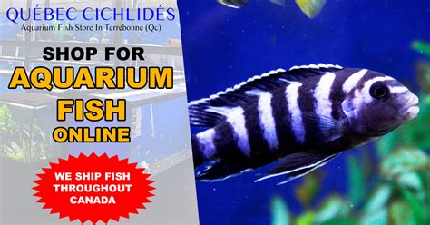 Freshwater Ich : Symptoms, Causes and Treatment - Québec Cichlidés