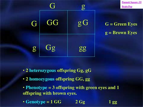 Genetics. - ppt download