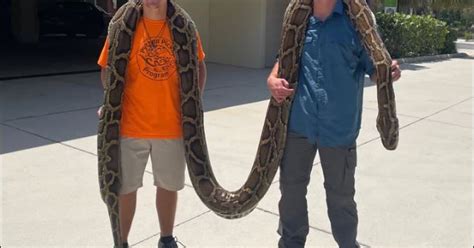 18 Foot Python 的图像结果