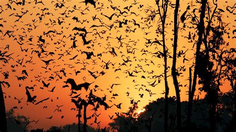 Bat Migration | Experiences | Wild Safari Guide