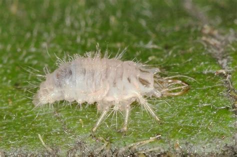 Larva zlatoočky (Chrysopa sp.) - Bobův fotoblog
