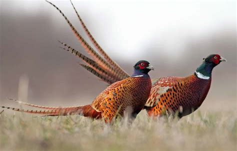 Critical Action Needed: South Dakota Bird Hunting at Risk! - Sportsmen ...