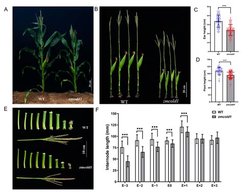GPCR-like Protein ZmCOLD1 Regulate Plant Height in an ABA Manner