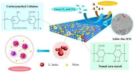 Biopolymer-Based Sustainable Food Packaging Materials: Challenges ...