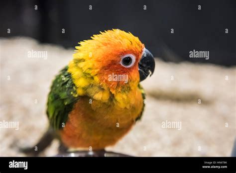 Image result for Fancy Conure
