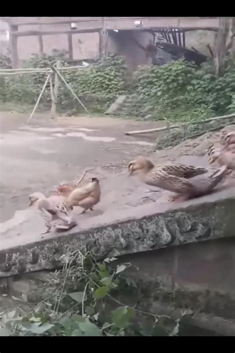 Funniest Animals Video - Best Cats and Dogs - One News Page VIDEO