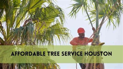 Image result for Houston TX Tree Service