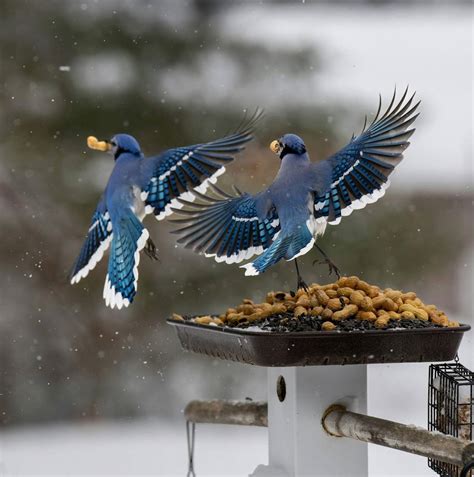 What Do Blue Jays Eat? Unlocking the Secrets of Their Year-Round Diet ...