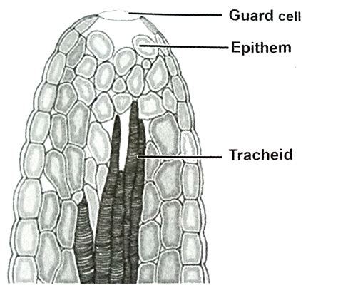 Draw the structure of hydathode